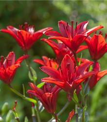 Ľalia Diabora červená - Lilium - cibuľoviny - 1 ks