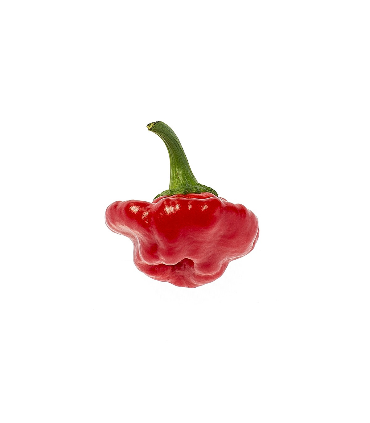 Chilli Jamaican Hot Red - Capsicum Annuum - semená - 6 ks