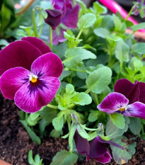Fialka rohatá Sorbet Carmine - Viola cornuta - semená - 20 ks