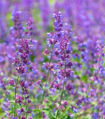 Kocúrnik záhradný - Nepeta faassenii - semená kocúrnika - 15 ks