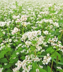 Pohánka siata - Polygonum fagopyrum - semená pohánky - 20 ks