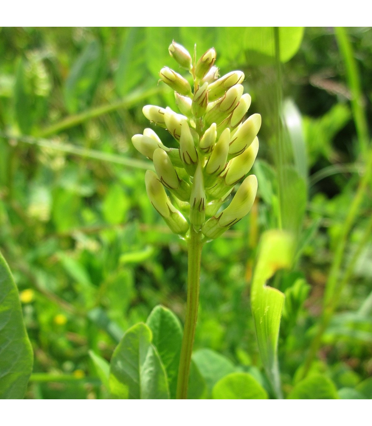 Kozinec sladkolistý - Astragalus glycyphyllos - semená kozinca - 20 ks