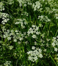 Trebuľka pravá - Anthriscus cerefolium - semená trebuľky - 250 ks