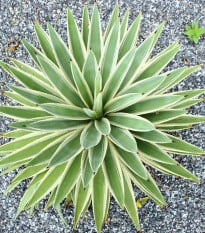 Agáve kalifornské - Agave Deserti - semená - 9 ks