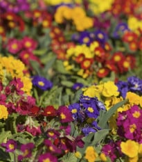 Prvosienka bezbyľová zmes - Primula vulgaris - semená - 15 ks