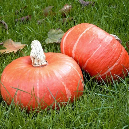 BIO Tekvica Sunshine F1 - Cucurbita maxima - bio semená tekvica - 6 ks
