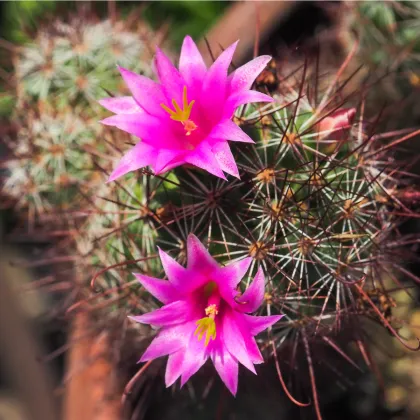 Kaktus Echinocereus mix - semená kaktusu - 4 ks