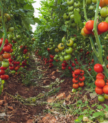 BIO paradajka kolíková Matina - Lycopersicon lycopersicum - rajčiak - bio semená rajčiaka - 15 ks