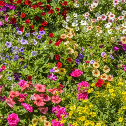 Petúnia plnokvetá zmes farieb - Petunia hybrida hybrida - semená petúnie - 10 ks