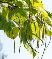Katalpa severná - Catalpa speciosa - semená katalpy - 8 ks