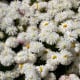 Sedmokráska stredne plnokvetá biela - Bellis perennis - semená sedmokrásky - 0,1 g