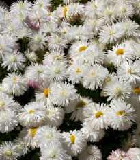 Sedmokráska stredne plnokvetá biela - Bellis perennis - semená sedmokrásky - 0,1 g