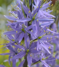 Ladoník modrý - Camassia - predaj cibuliek - 2 ks