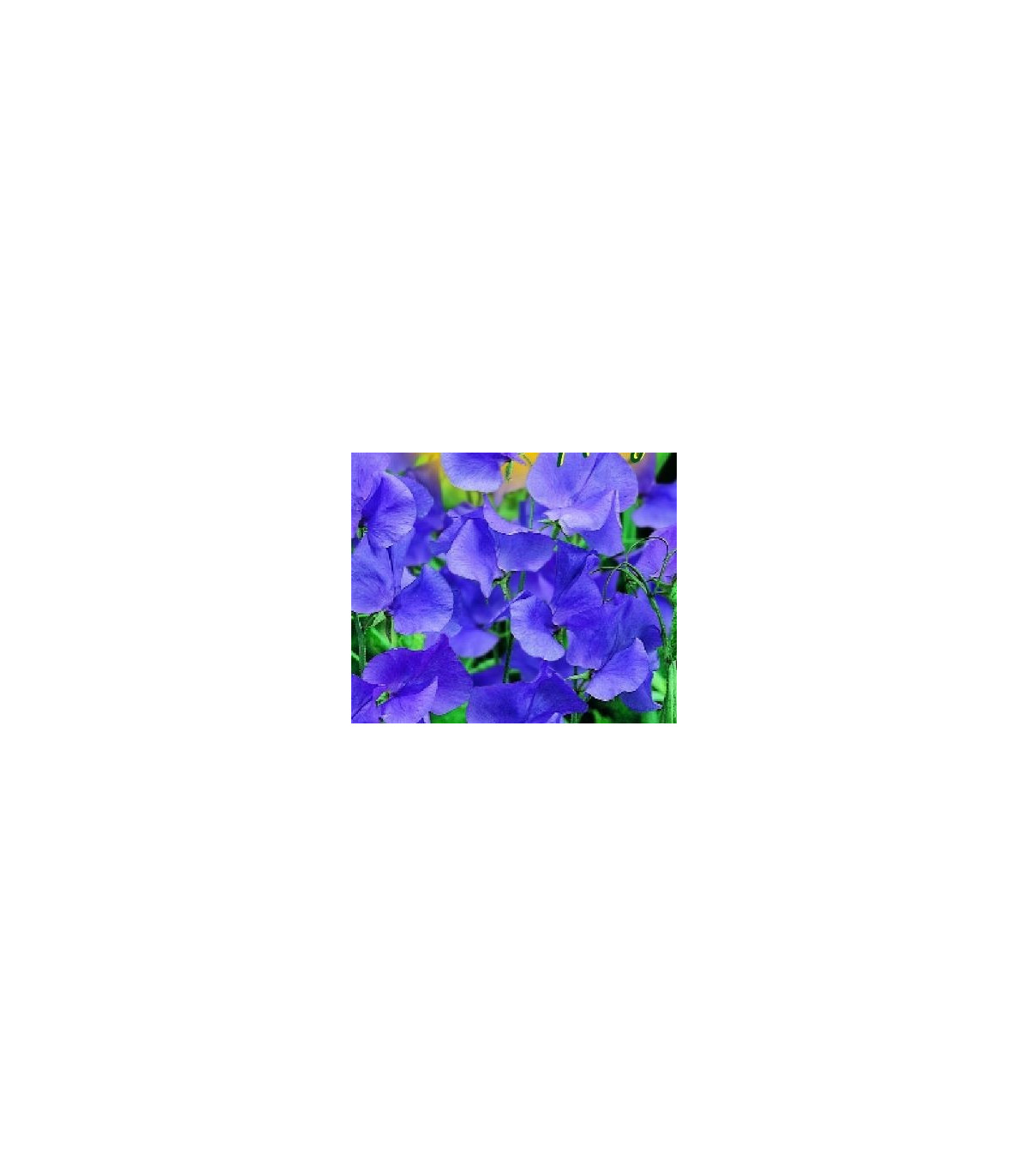 Hrachor pnúci modrý - Lathyrus odoratus - semená hrachora - 20 ks