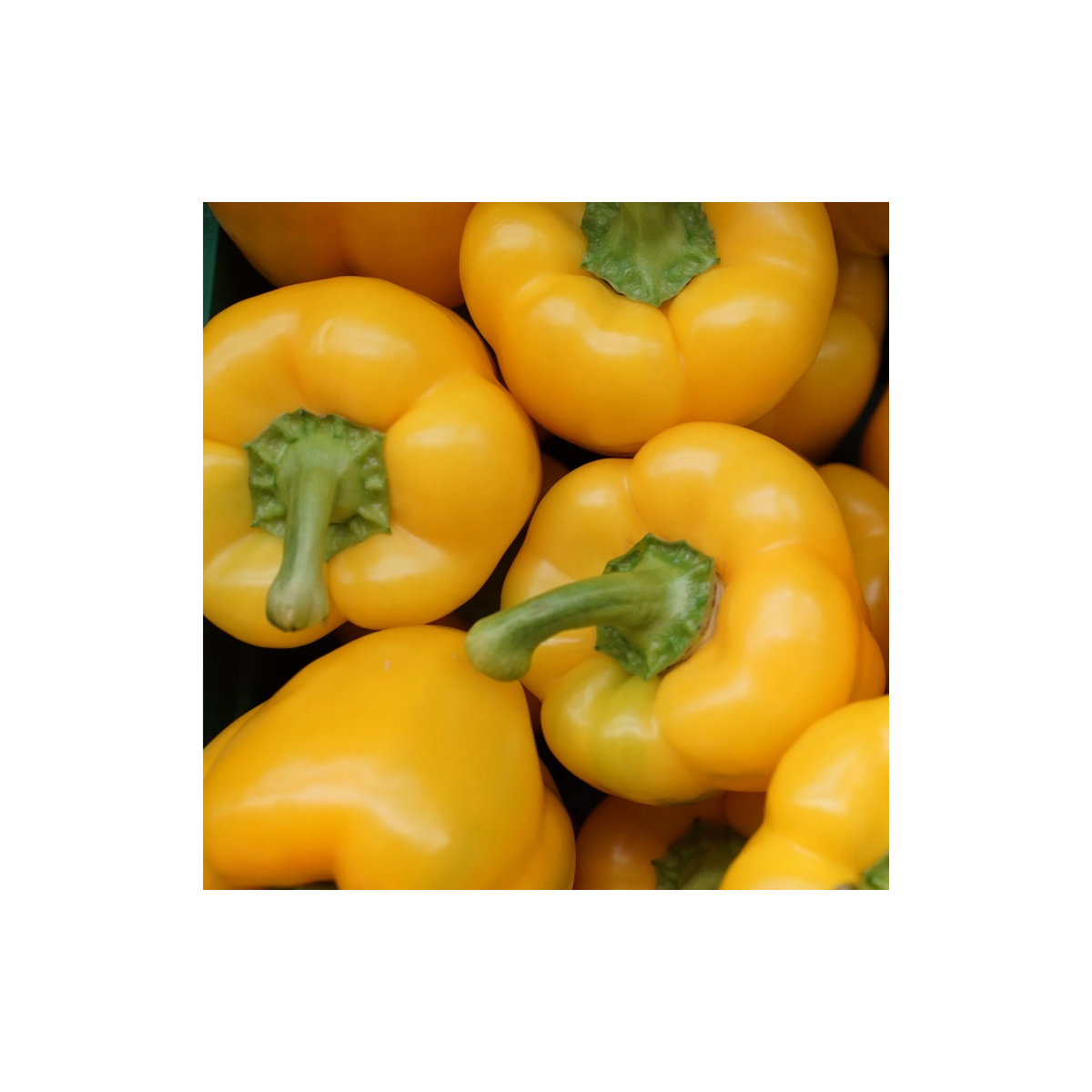 Paprika Gelber Block F1 - Capsicum annuum - semená papriky - 7 ks