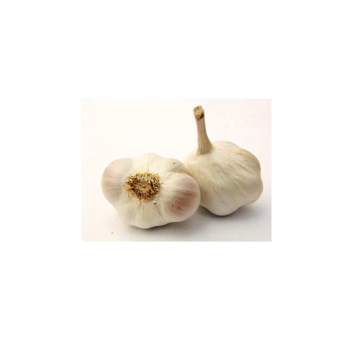 Sadbový cesnak Japo II - Allium sativum - nepaličiak - cibuľa cesnaku - 1 balenie