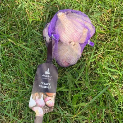 Sadbový cesnak Anton - Allium sativum - nepaličiak - cibuľa cesnaku - 1 balenie