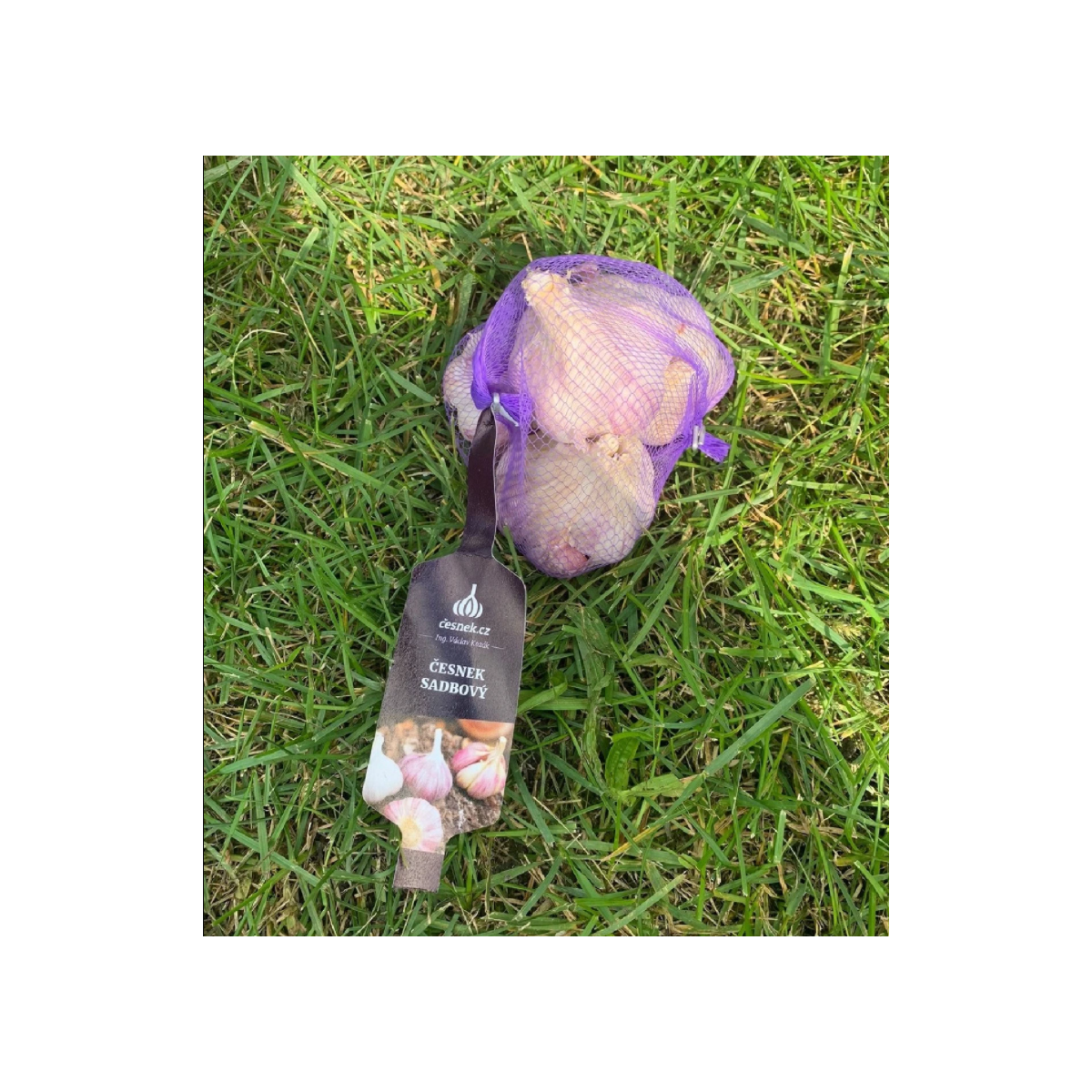 Sadbový cesnak Anton - Allium sativum - nepaličiak - cibuľa cesnaku - 1 balenie