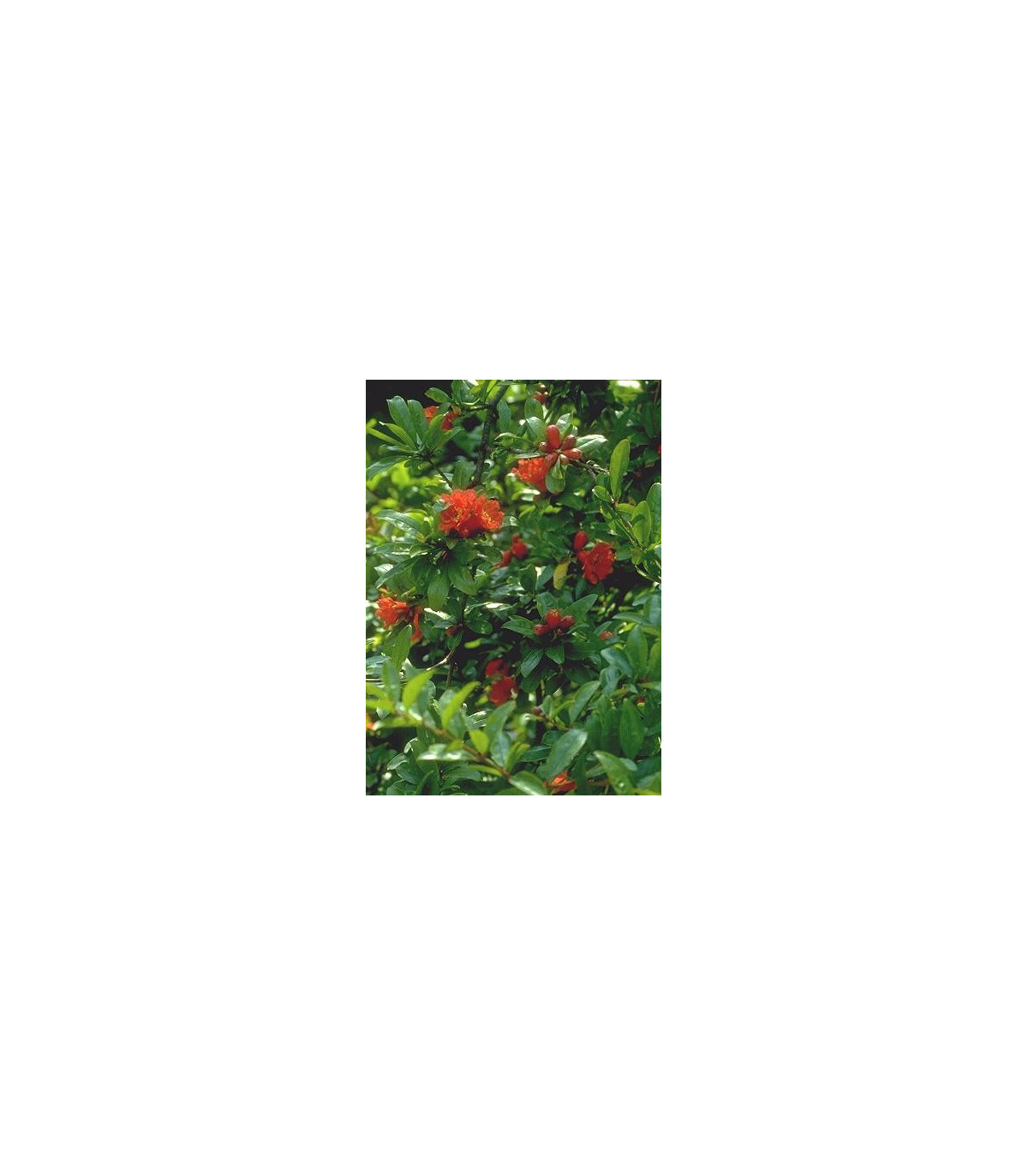 Granátovník púnsky - Punica Granatum - semená granátovníka - 5 ks
