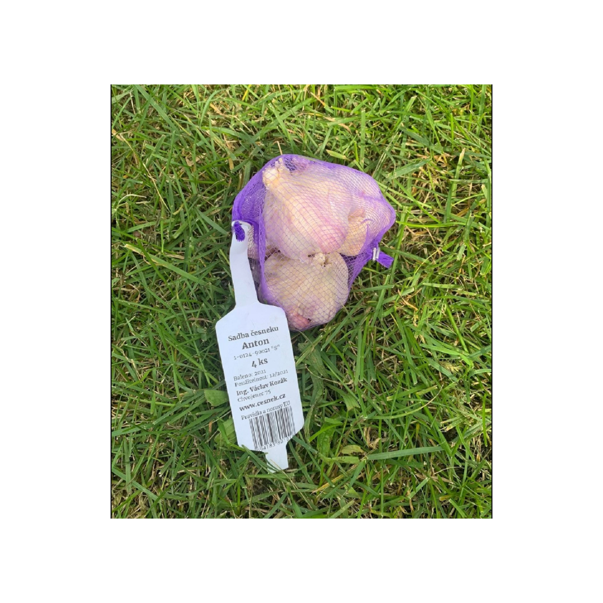 Sadbový cesnak Anton - Allium sativum - nepaličiak - cibuľa cesnaku - 1 balenie