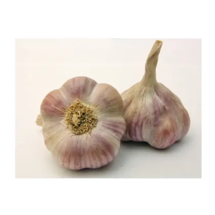 Sadbový cesnak Anton - Allium sativum - nepaličiak - cibuľa cesnaku - 1 balenie