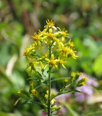 Zlatobyľ obyčajný - Solidago virgaurea - semená zlatobyľa - 10 ks