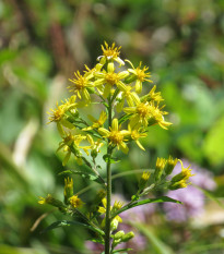 Zlatobyľ obyčajný - Solidago virgaurea - semená zlatobyľa - 20 ks