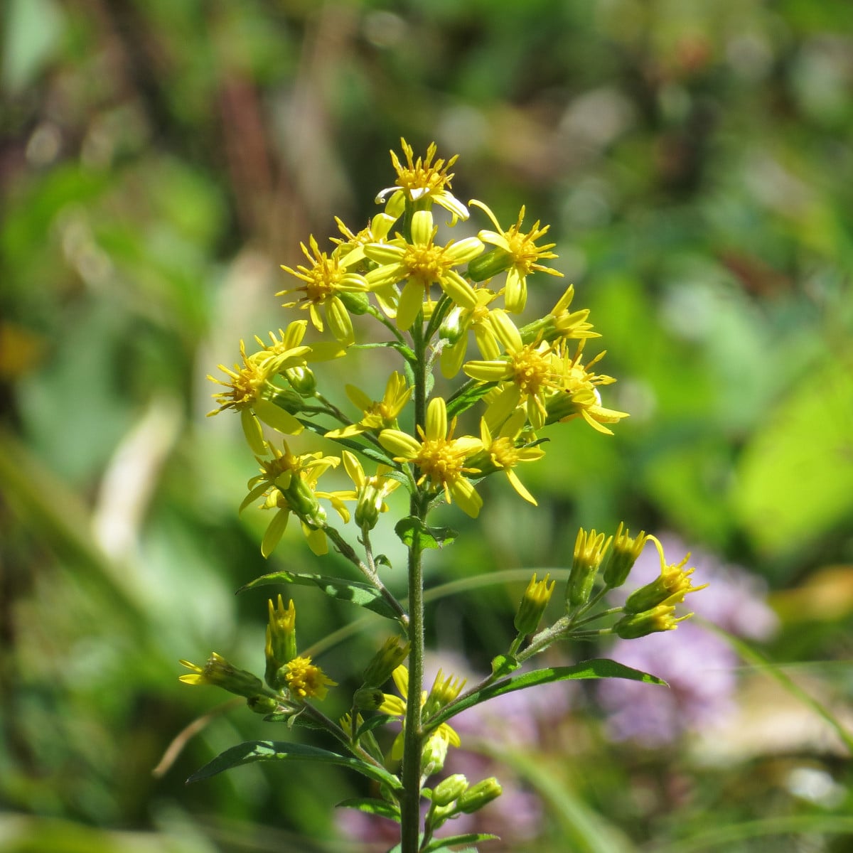 Zlatobyľ obyčajný - Solidago virgaurea - semená zlatobyľa - 20 ks