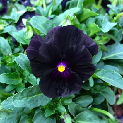 Fialka rohatá Back to Black - Viola cornuta - semená - 120 ks