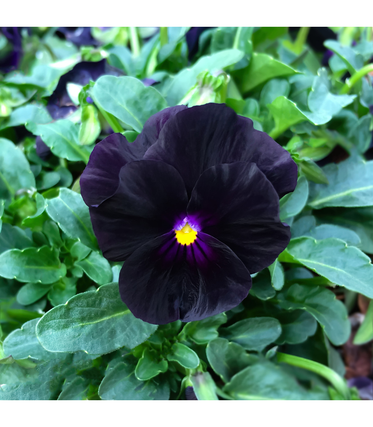 Fialka rohatá Back to Black - Viola cornuta - predaj semien - 120 ks