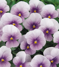 Fialka rohatá Sorbet Icy Blue - Viola cornuta - predaj semien - 20 ks