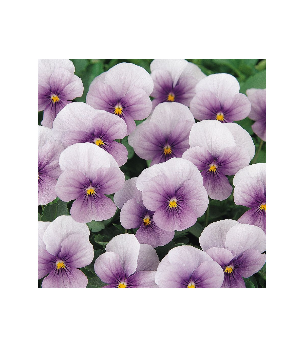 Fialka rohatá Sorbet Icy Blue - Viola cornuta - semená - 20 ks