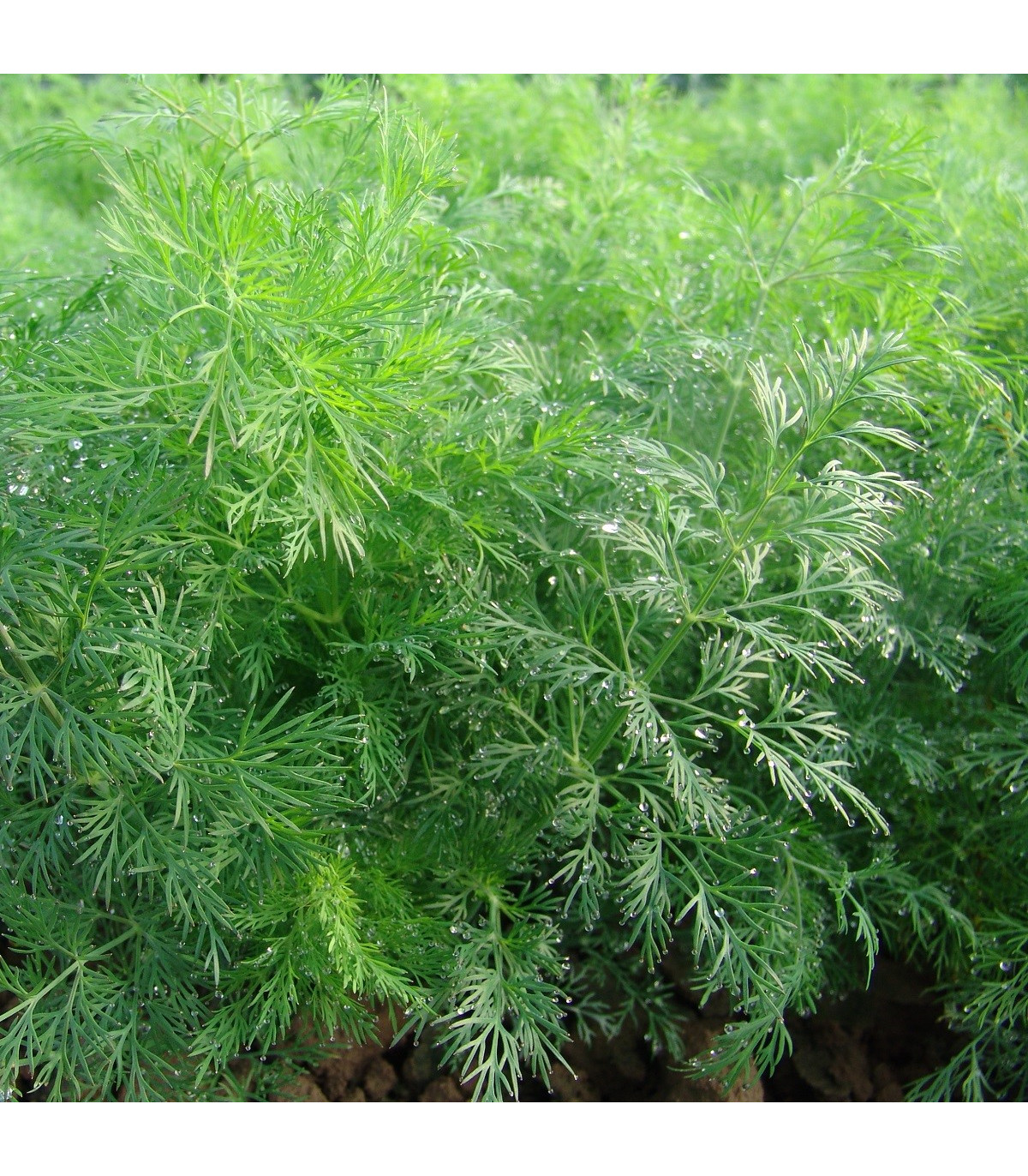 Kôpor voňavý Moravan - Anethum graveolens - semená kôpra - 500 ks