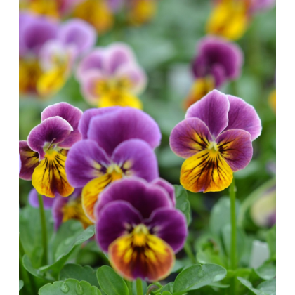 Fialka ostrohatá Sorbet Antique shades - Viola cornuta - semená fialky - 20 ks
