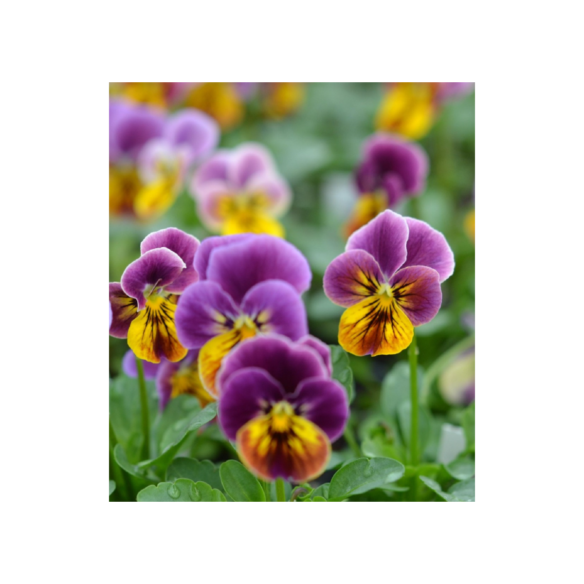 Fialka ostrohatá Sorbet Antique shades - Viola cornuta - semená fialky - 20 ks