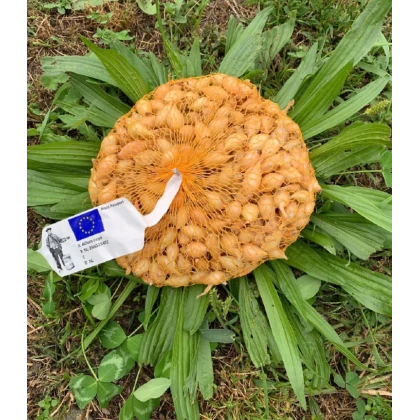 Cibuľa sadzačka ozimná Shakespeare - Allium cepa - cibuľky - 500 g