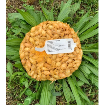 Cibuľa sadbová ozimná Shakespeare - Allium cepa - cibuľky - 500 g