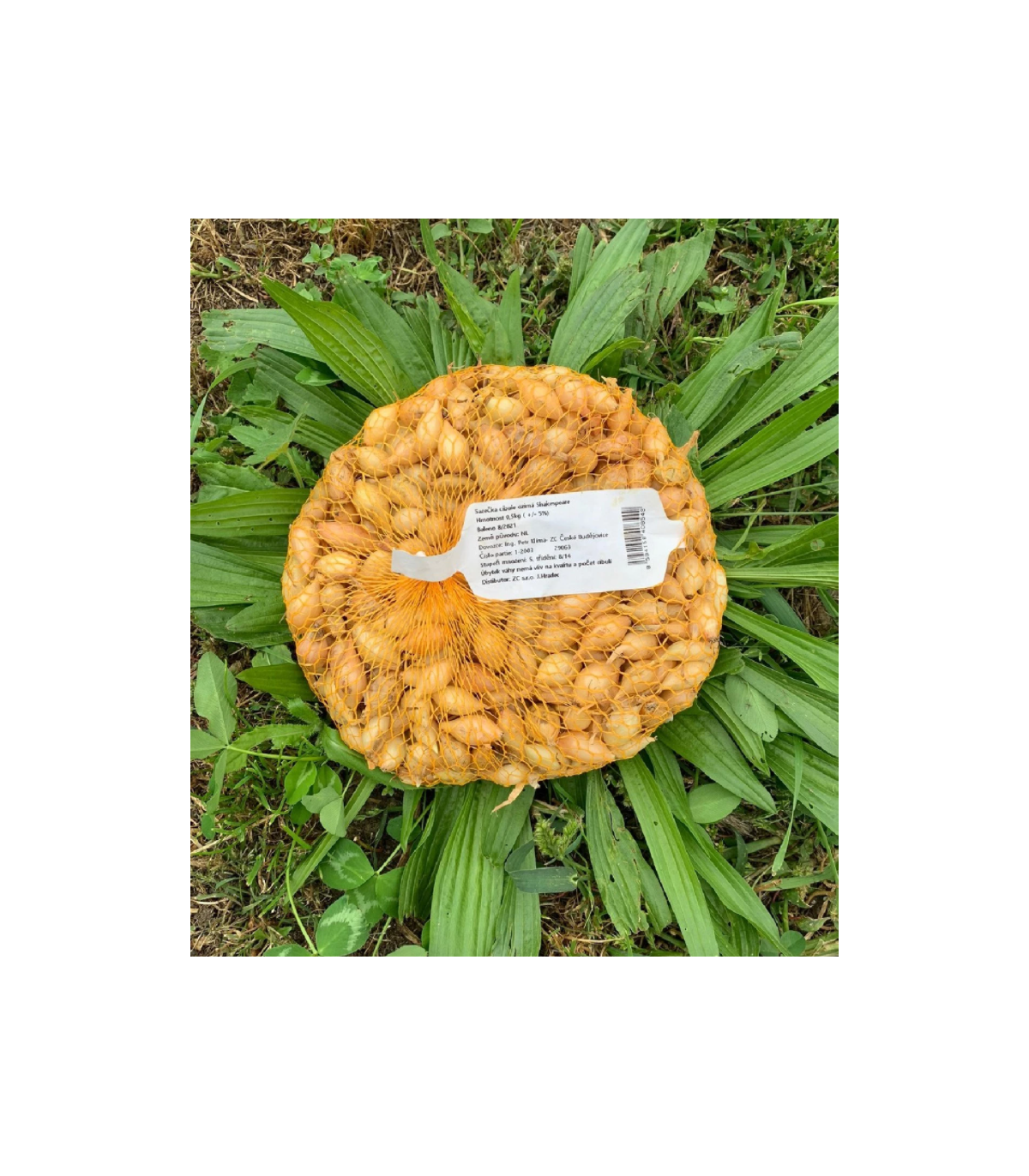 Cibuľa sadbová ozimná Shakespeare - Allium cepa - cibuľky - 500 g