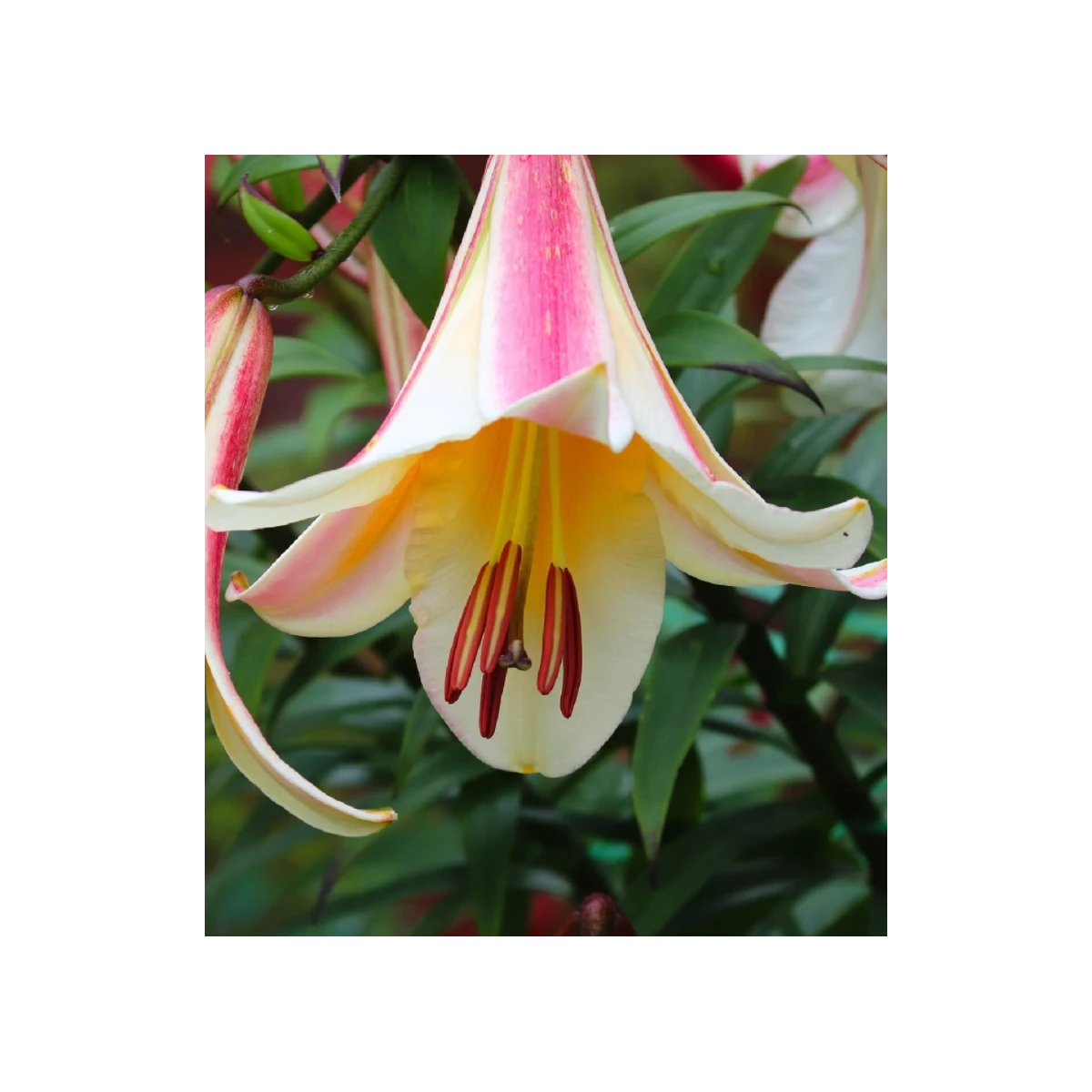 Ľalia kráľovská - Lilium regale - cibuľoviny - 1 ks