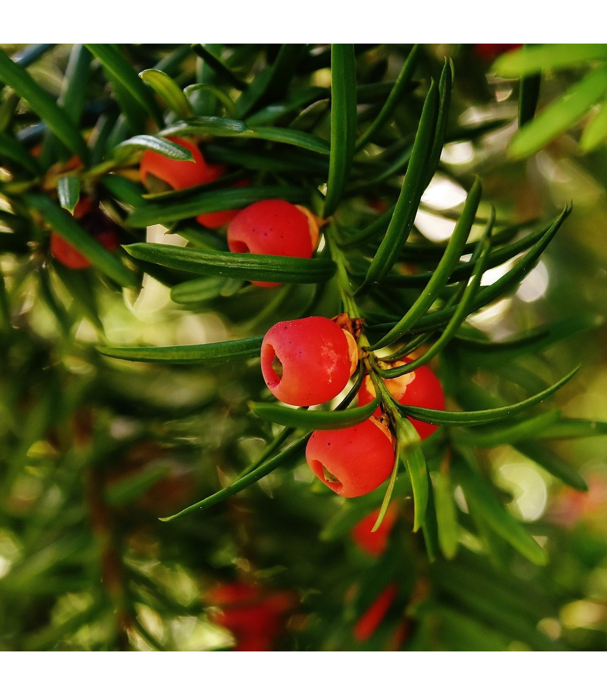 Tis červený - Taxus baccata - semená tisu - 5 ks