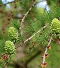 Smrekovec opadavý - Larix decidua - semená smrekovca - 10 ks