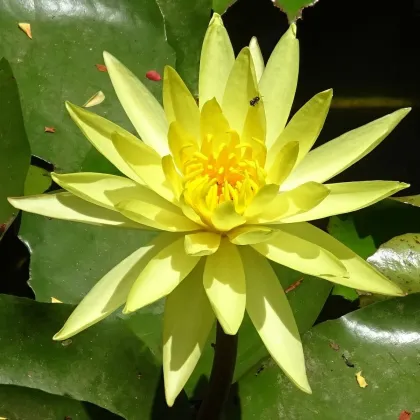 Lekno žlté - Nymphaea - semená lekna - 5 ks