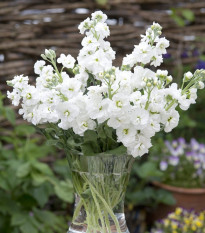 Fiala letná Anytime White - Matthiola incana - semená fialy - 60 ks
