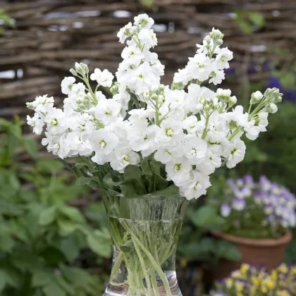 Fiala letná Anytime White - Matthiola incana - semená fialy - 60 ks