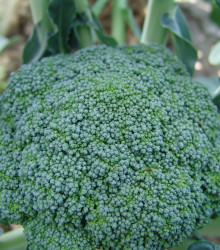 Brokolica Limba - Brassica oleracea L. - semená - 250 ks