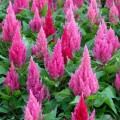 Plamenník ružový - Celosia argentea - semená celosie - 50 ks