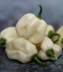Chilli Bhut Jolokia biele - Capsicum Chinense - semená - 5 ks