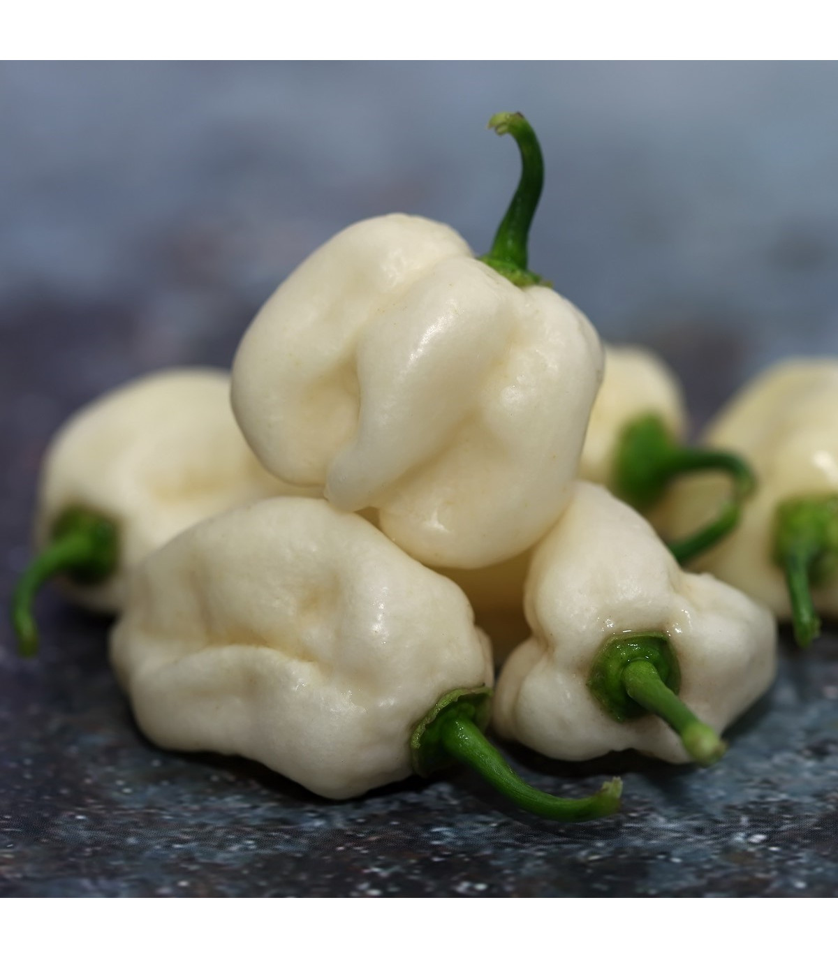Chilli Bhut Jolokia biele - Capsicum Chinense - semená - 5 ks