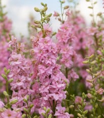 Ostrôžka Qis Rose - Delphinium consolida - semená ostrôžky - 100 ks