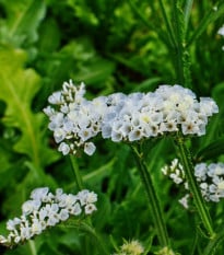 Limonka zohnutá biela - Limonium sinuatum - semená limonky - 30 ks